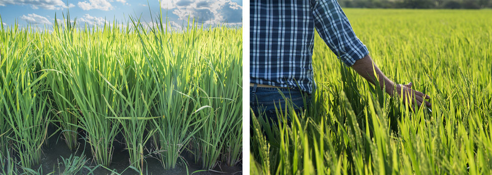 biologisch rijstverslag