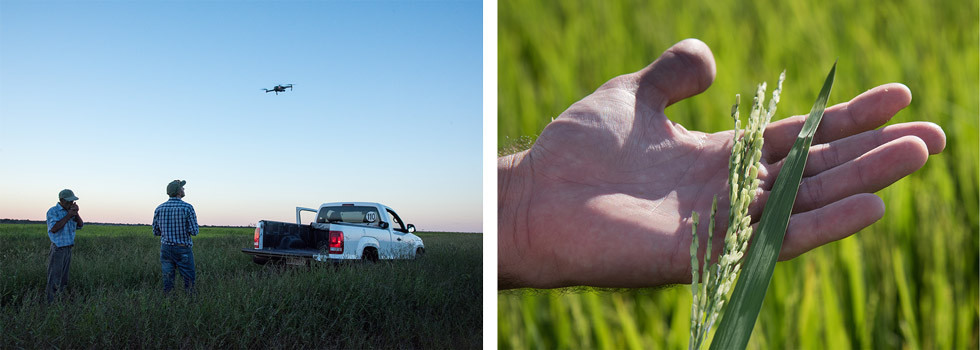 biologisch rijstverslag